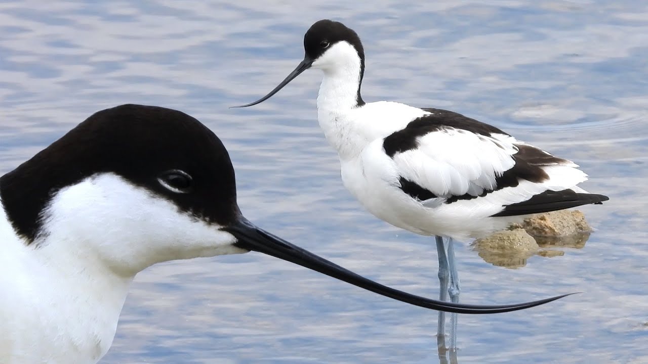 L’Avocetta, Recurvirostra avosetta, in Italia