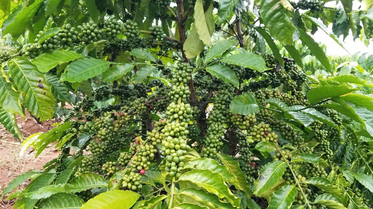 So sánh cà phê tr4, tr9 và xanh lun, từ mô hình trồng  xen kể.