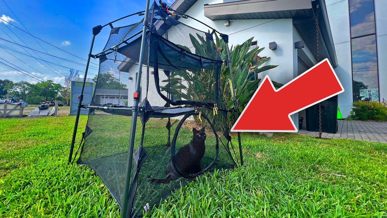 Indoor Cat Tries Outdoor Play Tent!