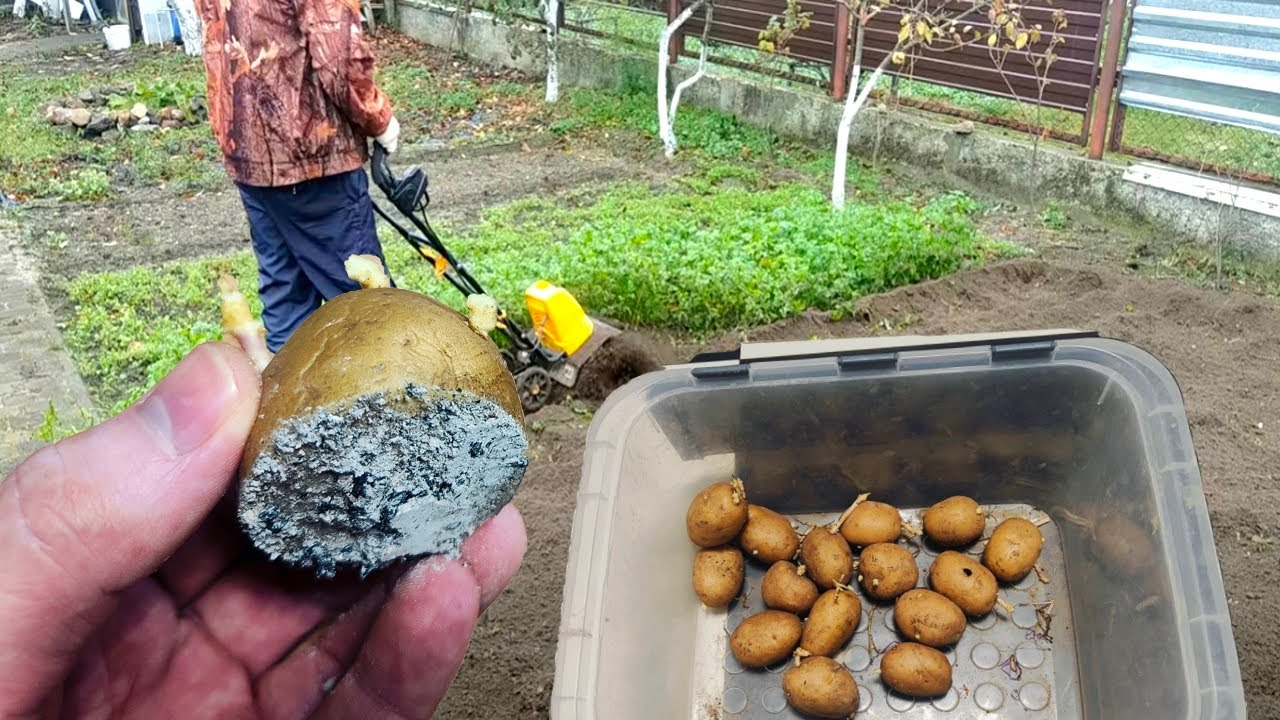 Никогда не сажайте картофель без разреза! Лучший способ увеличить урожай
