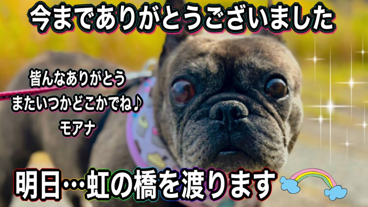 今までありがとうございました。モアナは明日…23日に虹の橋を渡ります🌈またいつかどこかで…さよなら👋