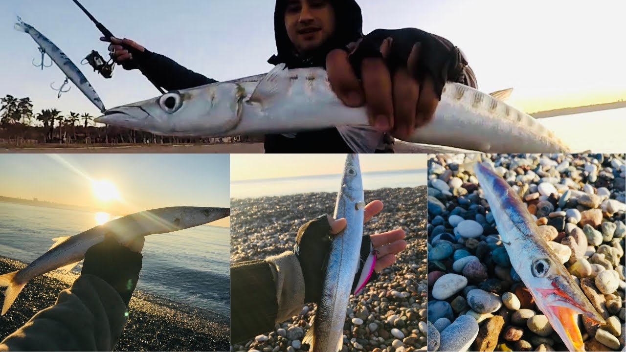 CANAVAR DİŞLİ BALIKLAR BİR ARADALAR !!! 1 Merada 2 Avcı balık /Hunter fish