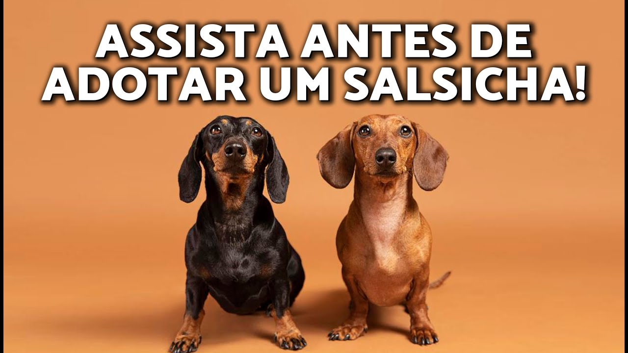 TUDO o que você PRECISA sobre os CACHORROS SALSICHA 🌭🐶🤎 FATOS SURPREENDENTES sobre a raça DACHSHUND