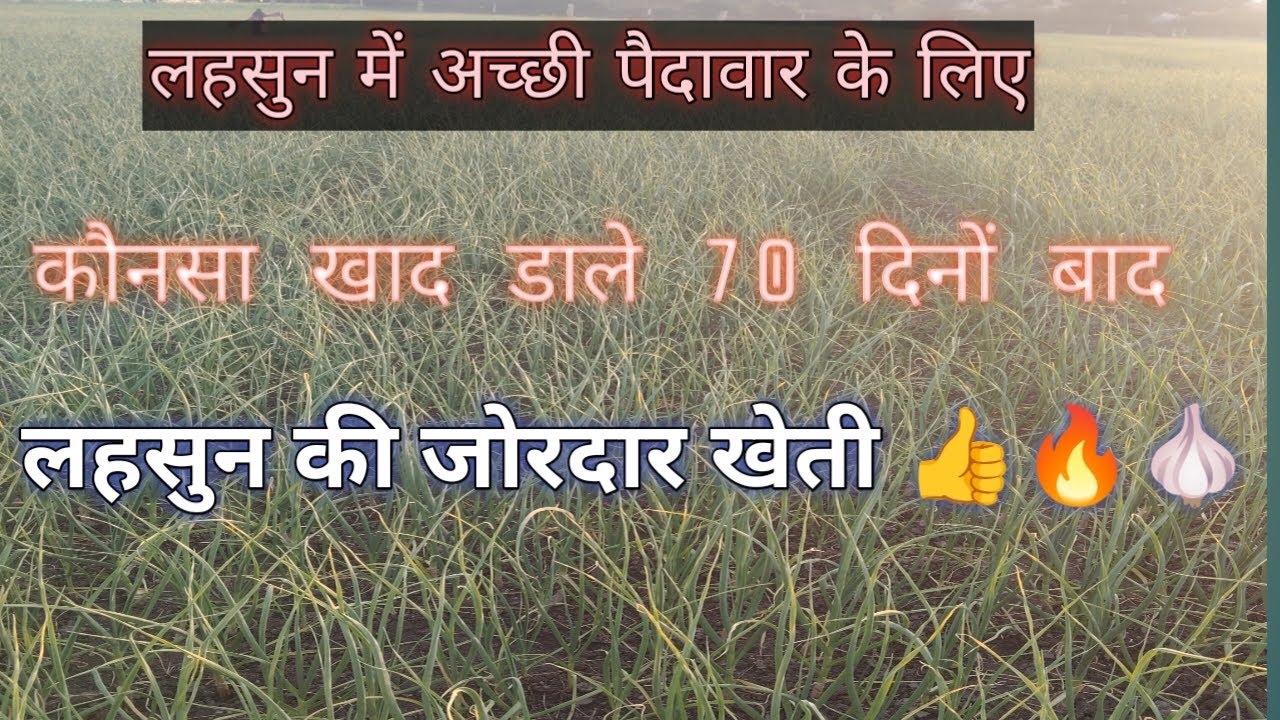 # लहसुन की अच्छी साइज कैसे बढ़ाए 👍🌾