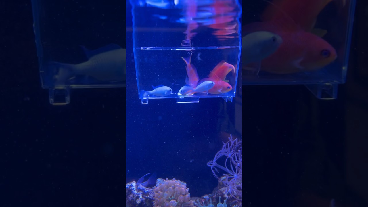 Time to add all the anthias and chromis in the reef tank! 🪸🐟🐟🐟 #chromis #anthias #coral #fish