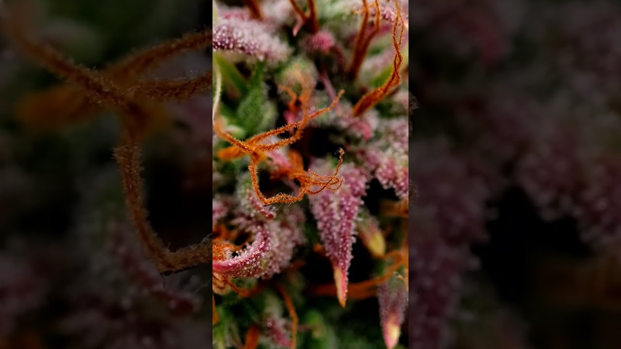 Auto Candy by Divine Seeds (Day 67)