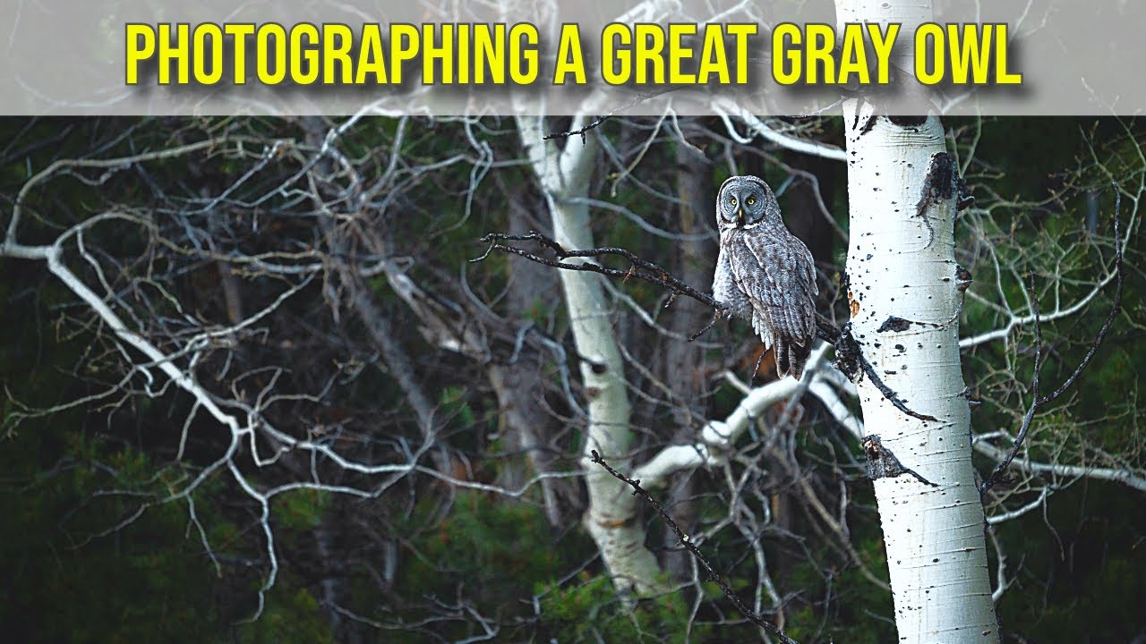 Photographing a Great Gray Owl in the Wyoming Woods - A Wildlife Photography Vlog