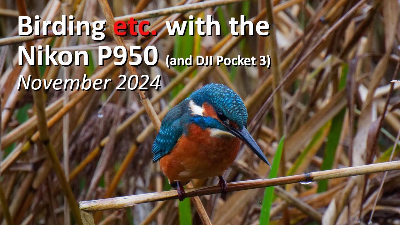 Birding etc. with the Nikon P950 - November 2024