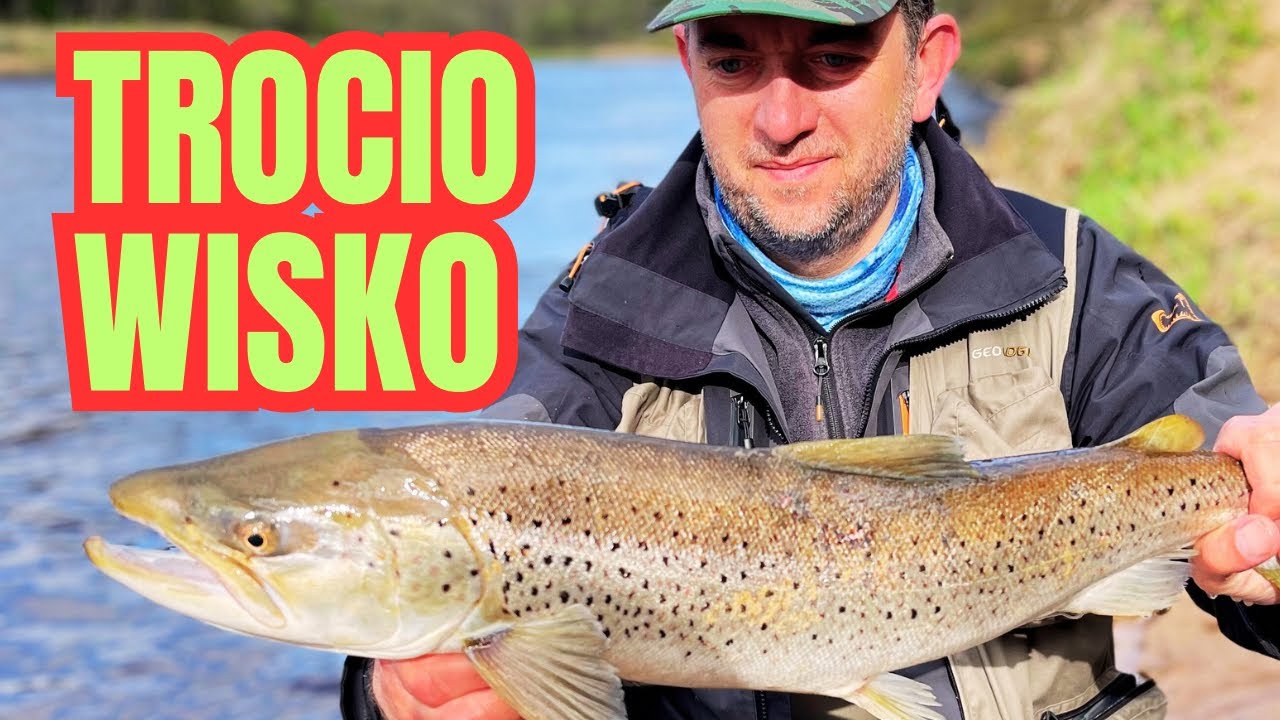Dziewięć miesięcy przerwy, ale wracam z trociami! #wędkarstwo #trocie