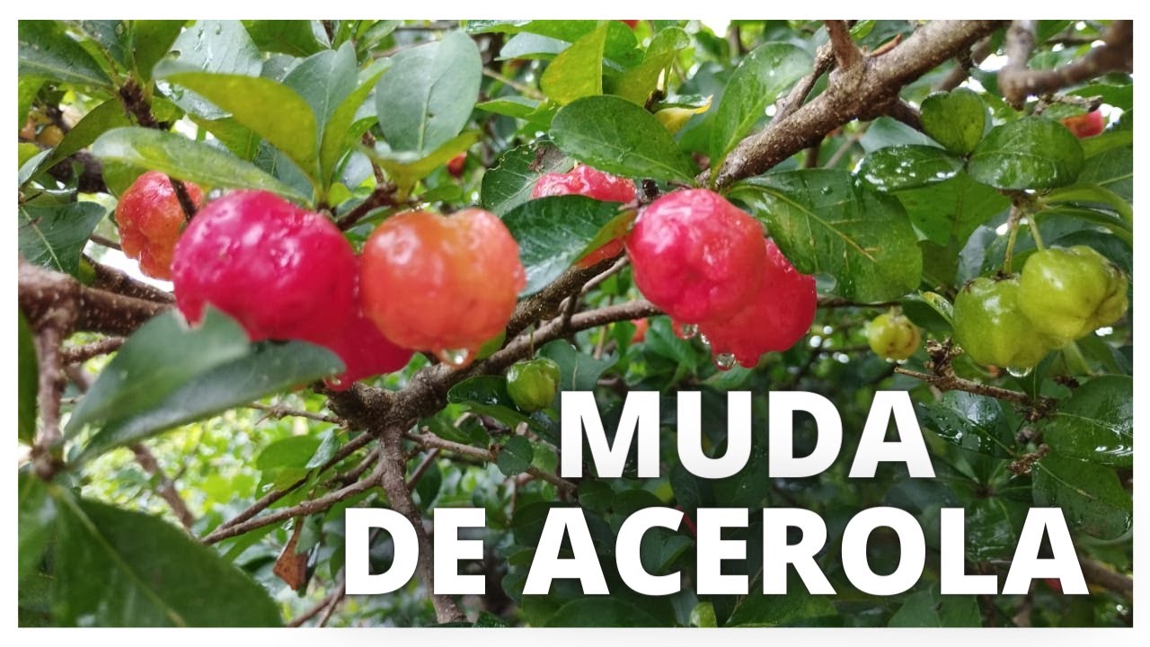 A Forma SIMPLES de Como plantar acerola por galho