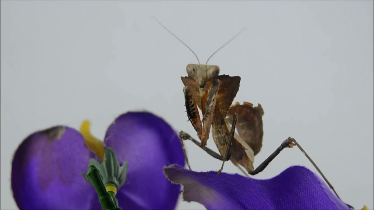 Haltungstipps für Deroplatys desiccata/Totes Blatt