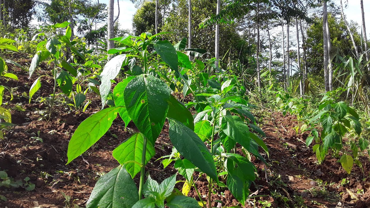 Cara Merawat Cabe Rawit Agar Tumbuh Subur