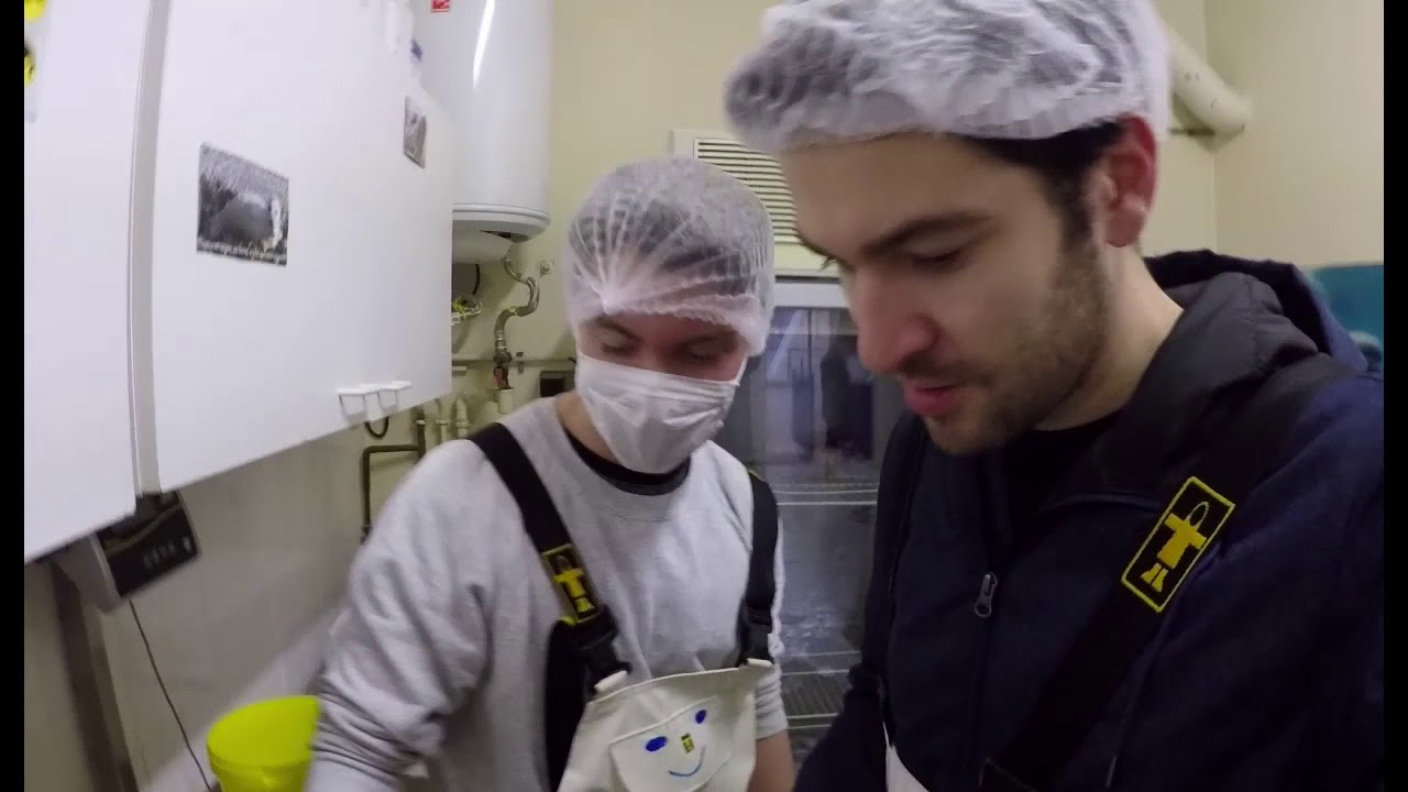 Les phoques gris à Océanopolis