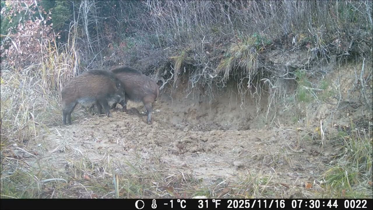 Teenage boars