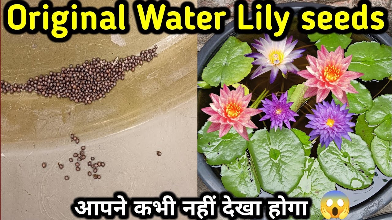 Water lily seeds // How to make Hybrid water lily seeds. #waterlily #lotusseeds #viralhacks