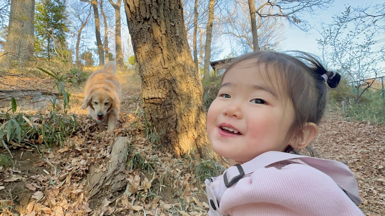 ママと1歳児がいなくなると一目散に探し出そうとするゴールデンレトリバー