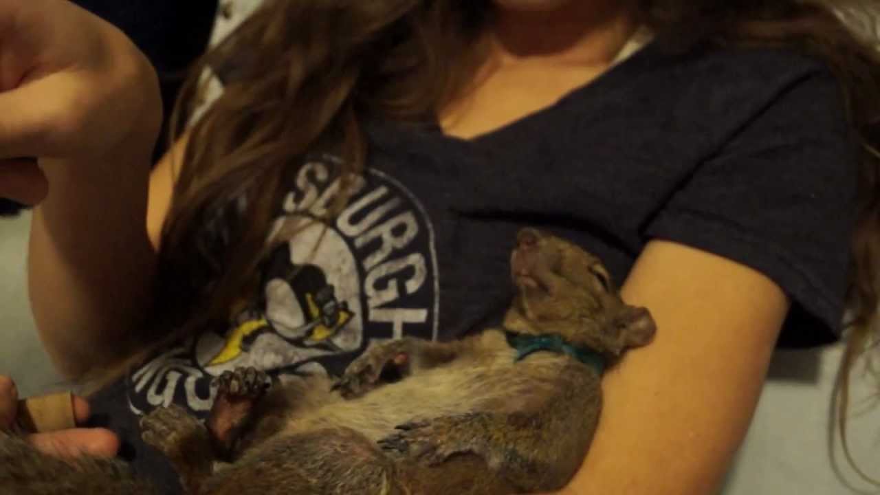 Our Pet Squirrel: Jet sleeping