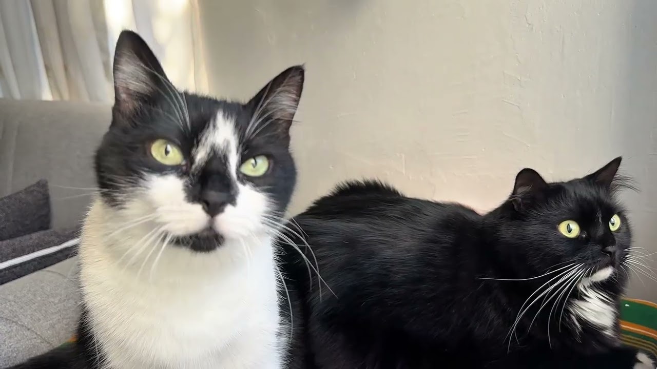 Две кошки, один мирный момент🐈‍⬛🐈‍⬛🩷Мирный момент для двух кошек🩷