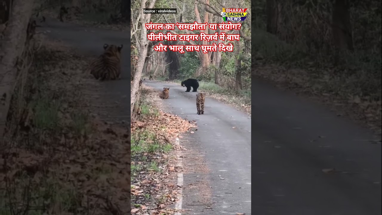 pilibhit tiger reserve | animals video | shorts | bharat sadhna news