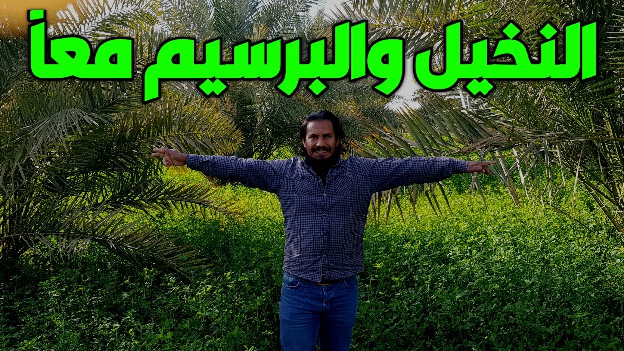 زراعة البرسيم وسط النخيل | نخيل برحى فى ارض الداخلة وتجربة زراعة البرسيم بين النخيل
