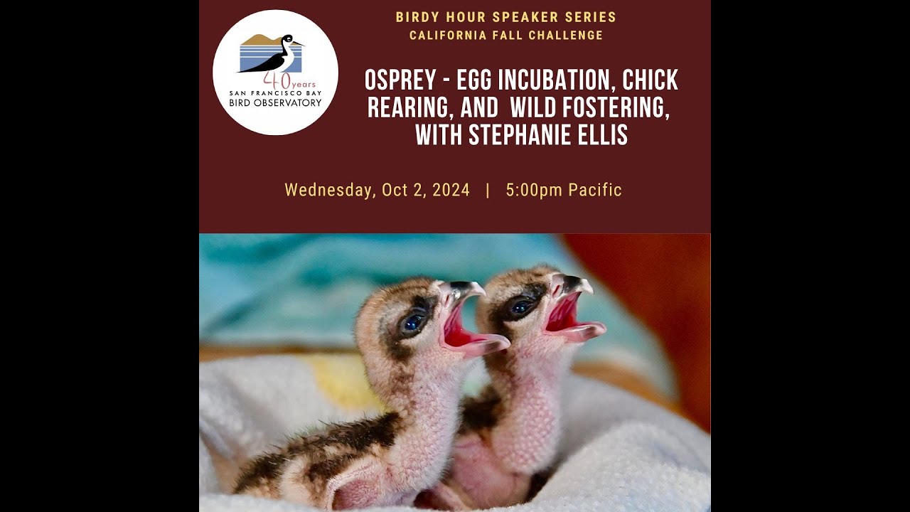 Osprey - Egg Incubation, Chick Rearing, and Wild Fostering