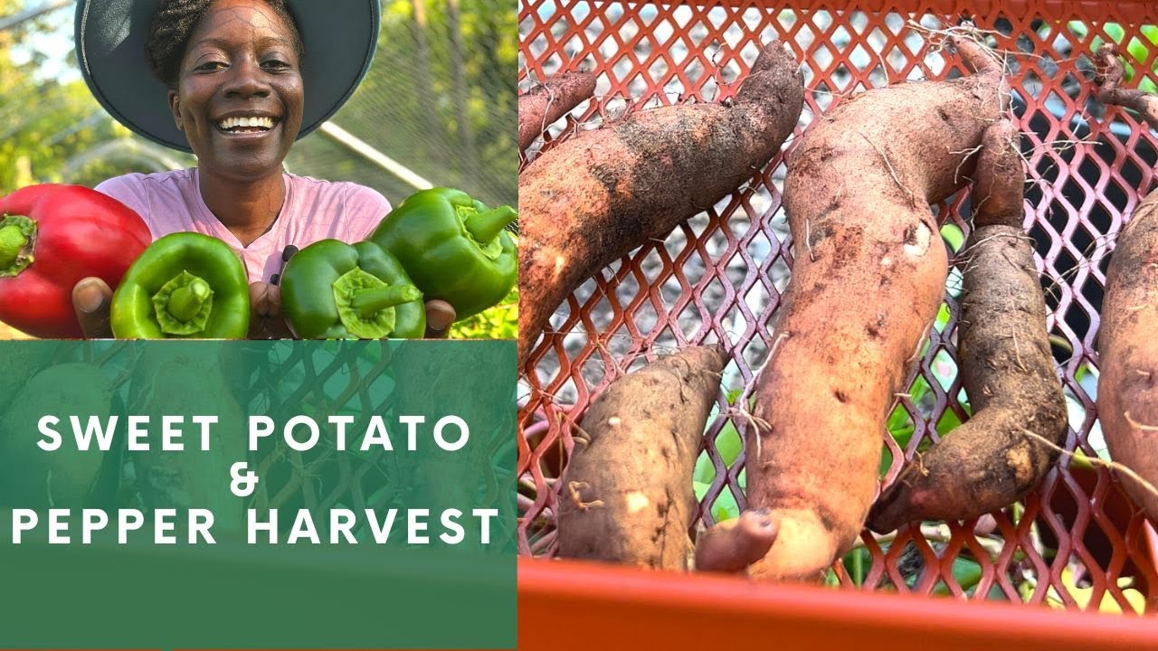 Sweet Potato & Bell Pepper Harvest (ZONE 6)