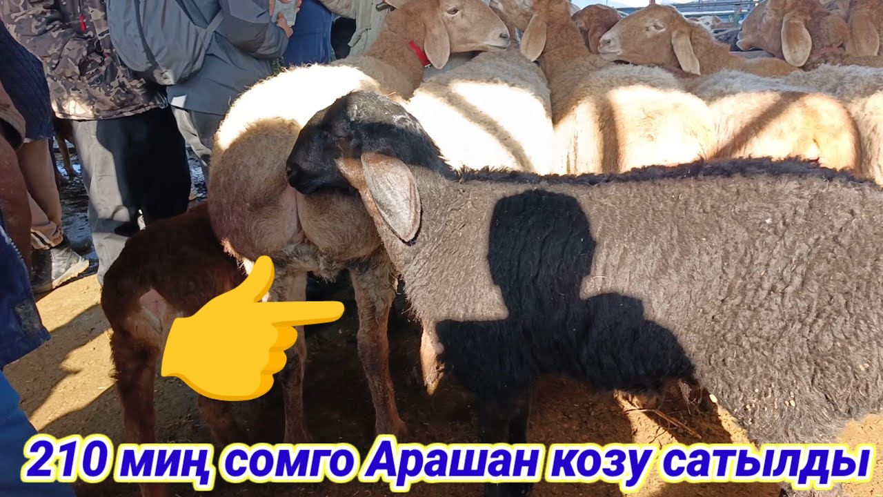 1 Февраль Сокулук кой базар