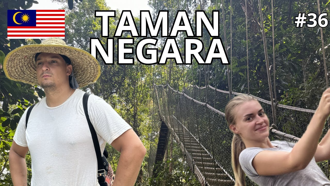 Las deszczowy starszy od Amazonii! Czy Taman Negara jest przereklamowana? #vlog 36