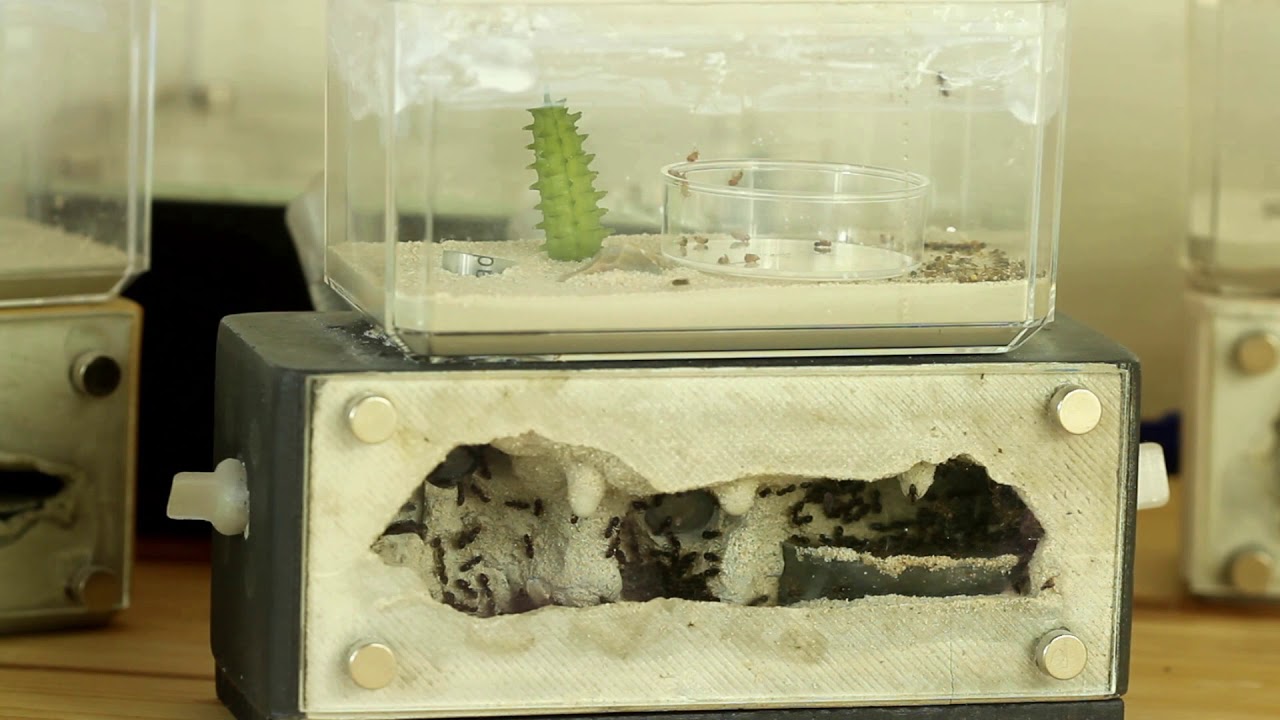 Ant Keeping : What To Expect