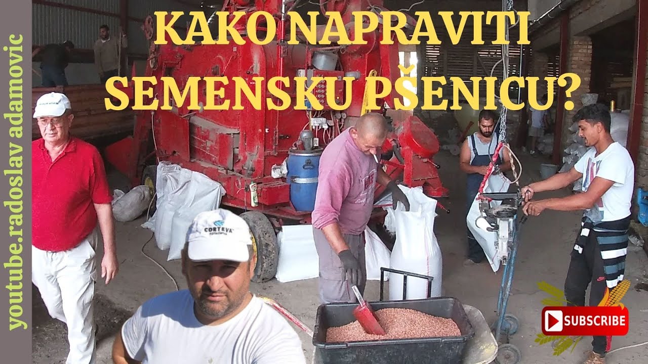 KAKO NAPRAVITI SEMENSKU P&Scaron;ENICU ?; HOW TO MAKE WHEAT SEED ?
