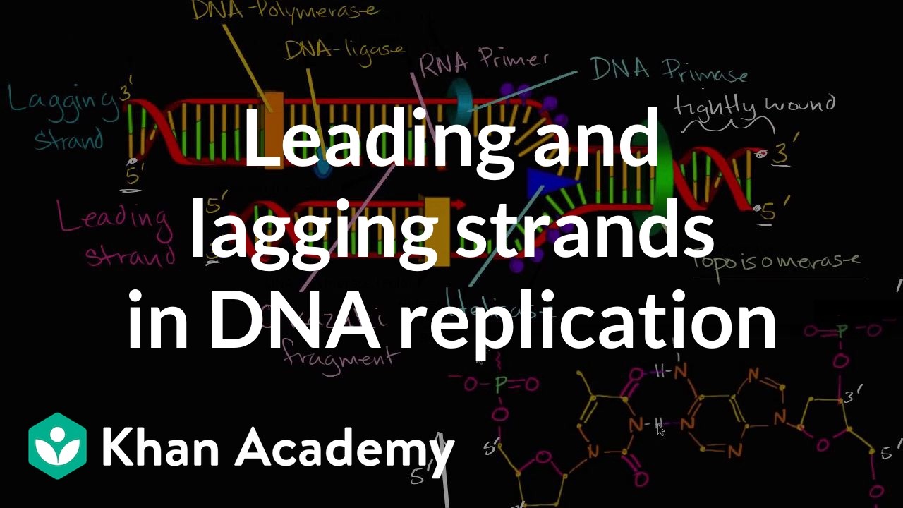 Leading and lagging strands in DNA replication | MCAT | Khan Academy