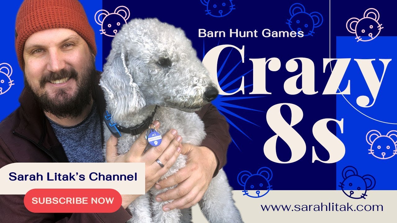 Barn Hunt —  Crazy 8s Challenge