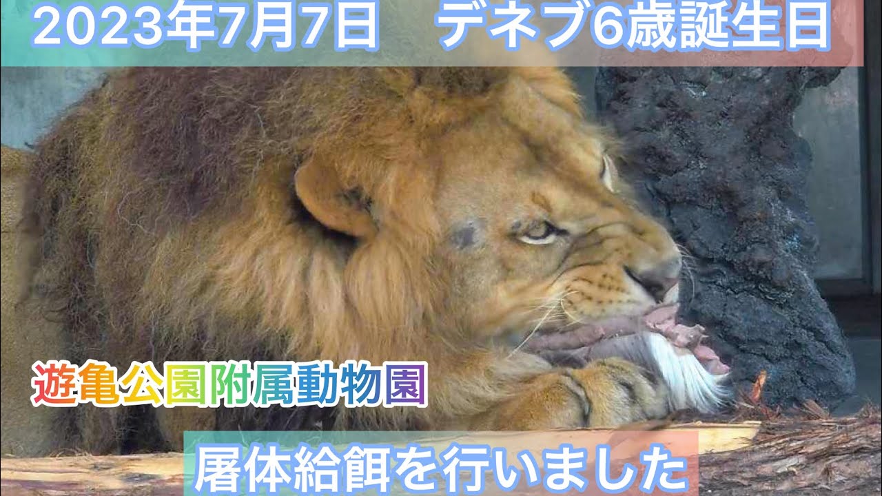 2023年7月7日デネブ6歳の誕生日に屠体給餌を行いました