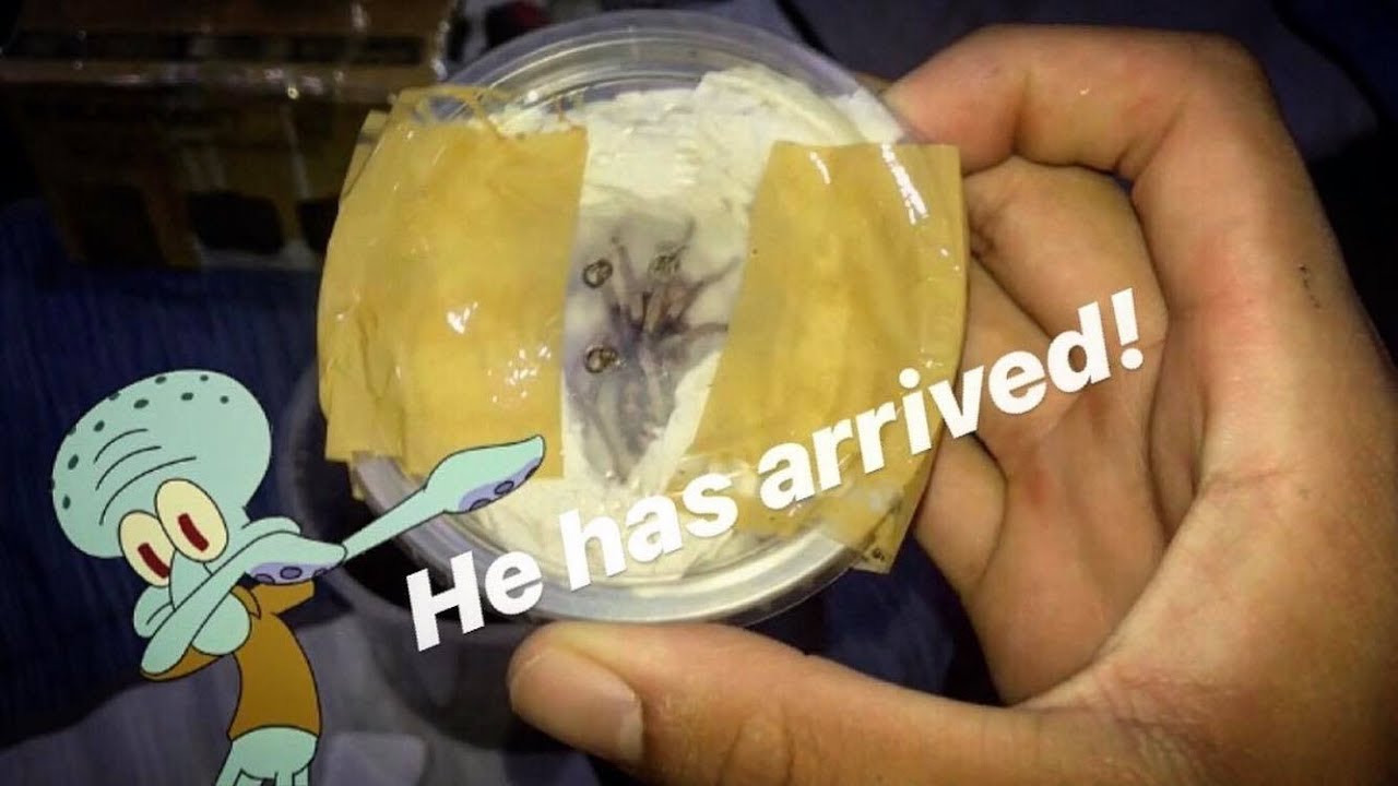 My Pumpkin Patch TARANTULA&rsquo;s FIRST boyfriend is HERE !!! ~ Tarantula UNBOXING