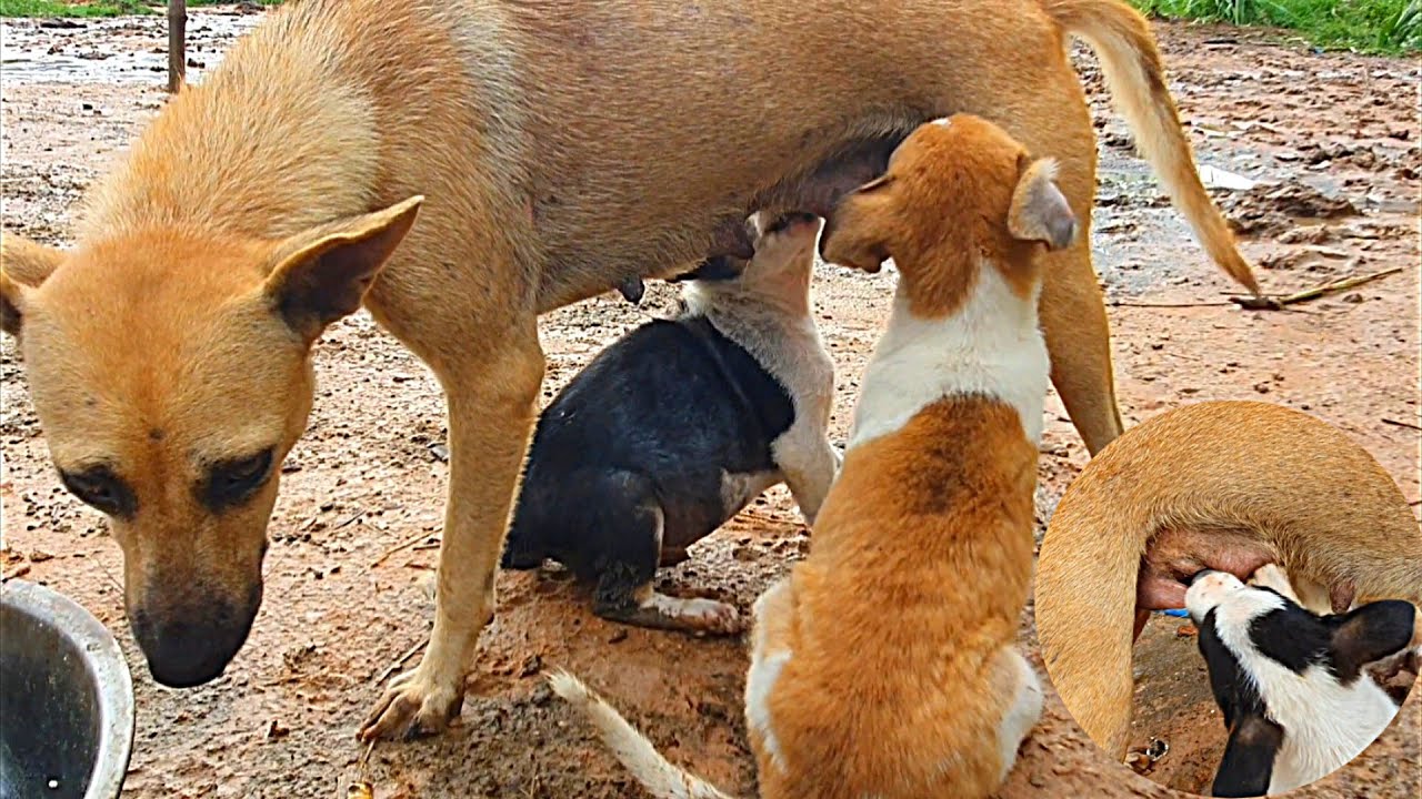 Big puppy breastfeeding mother dogs, dogs Breastfeeding, puppy eat rice
