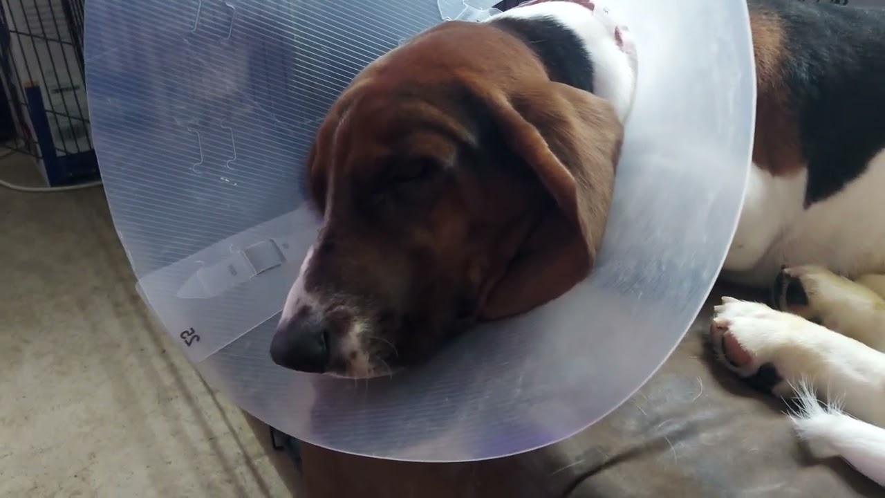 🏥 My dog post surgery update. 🏥🐶