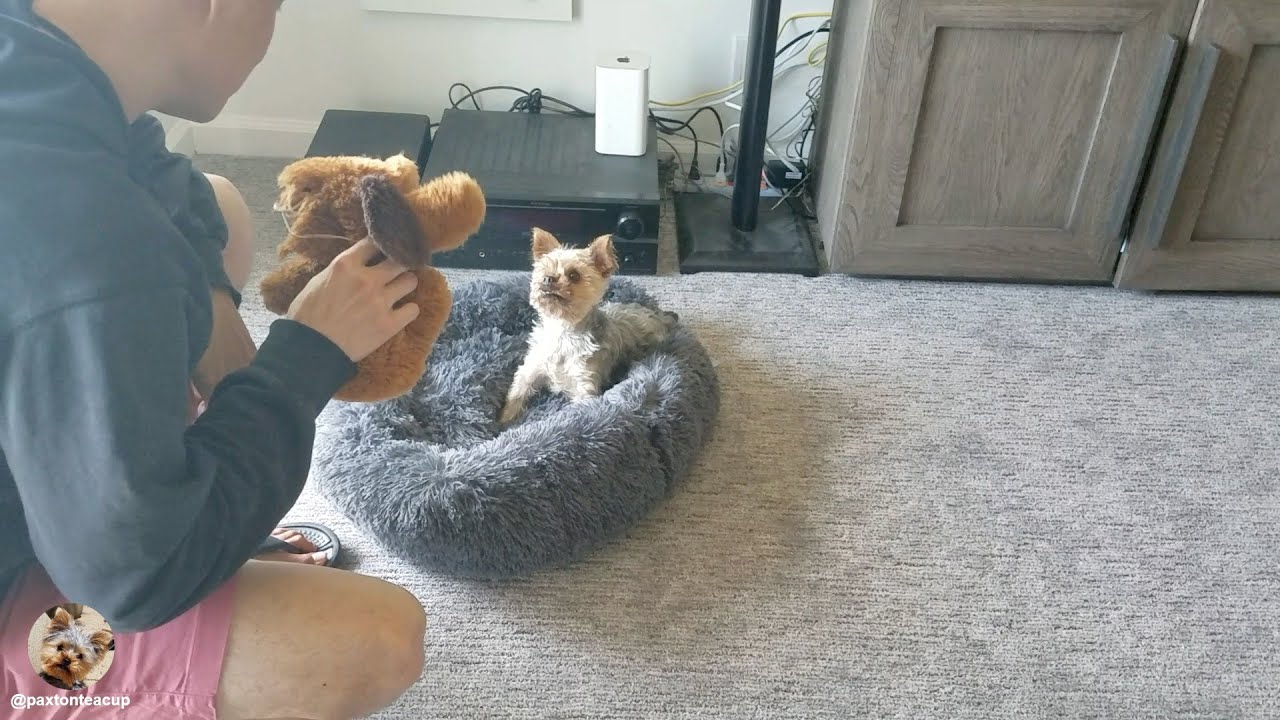 Teaching Paxton Yorkie How To Fetch And Take His Stuffed Dog to Bed