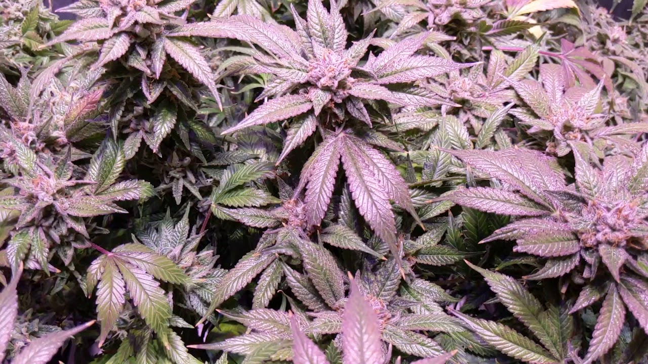 Los Coast OG Medical Home Grow Week 8