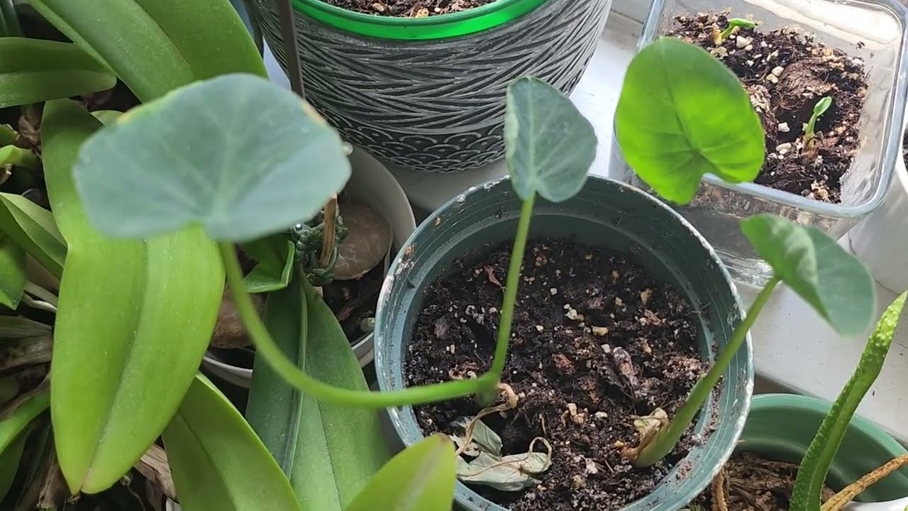 🌿🥔 From Tiny to Thriving 🍀 Our 2025 Eddoe Harvest Ready for a New Garden Season 🍃