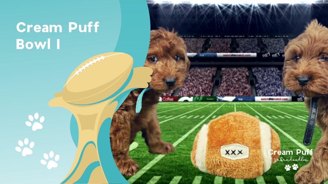 🏈 Cream Puff Bowl I | Puppy Bowl 2022 🏈