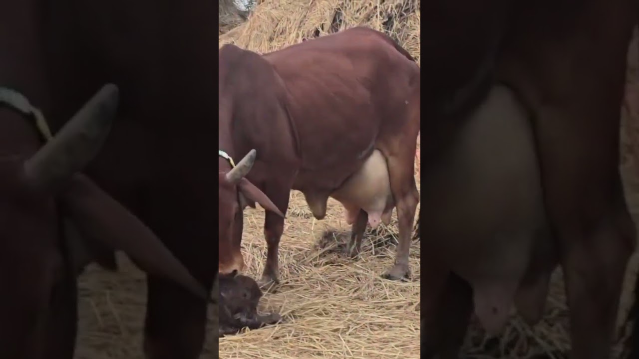 Cholistani Cow