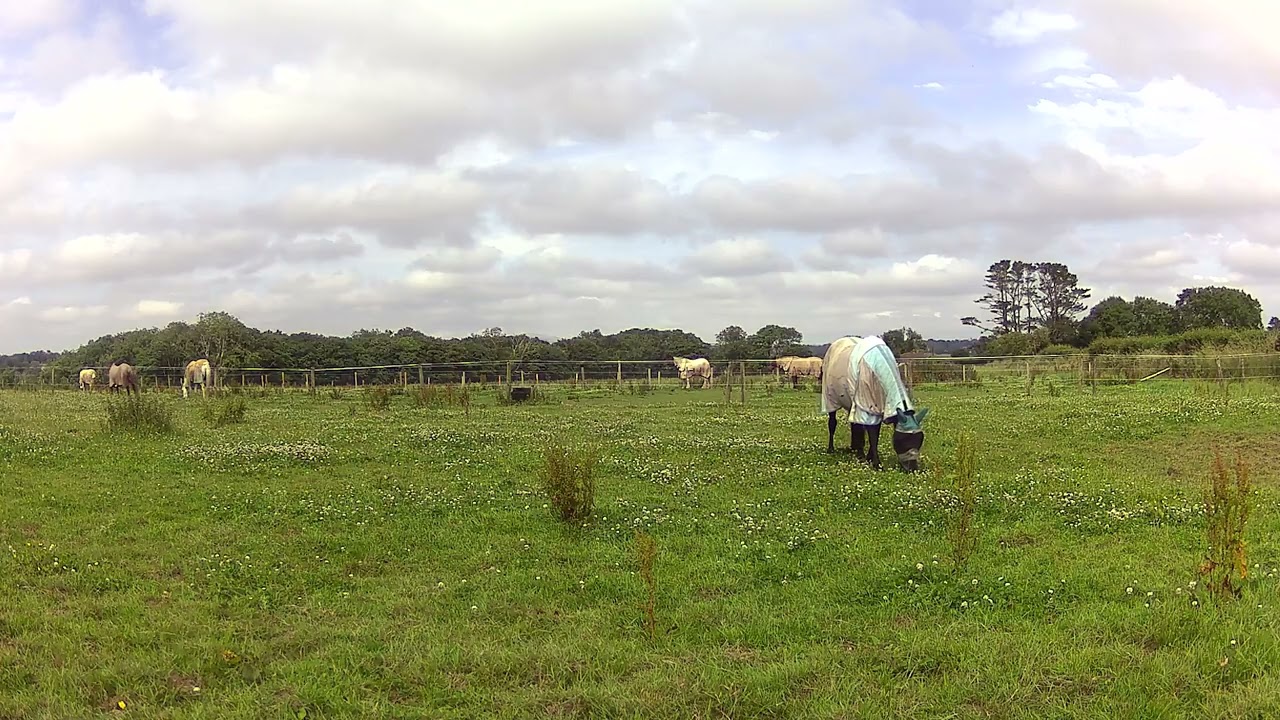 Relaxing with Le Friesians  Calm, Grace & Black Beauty in Motion