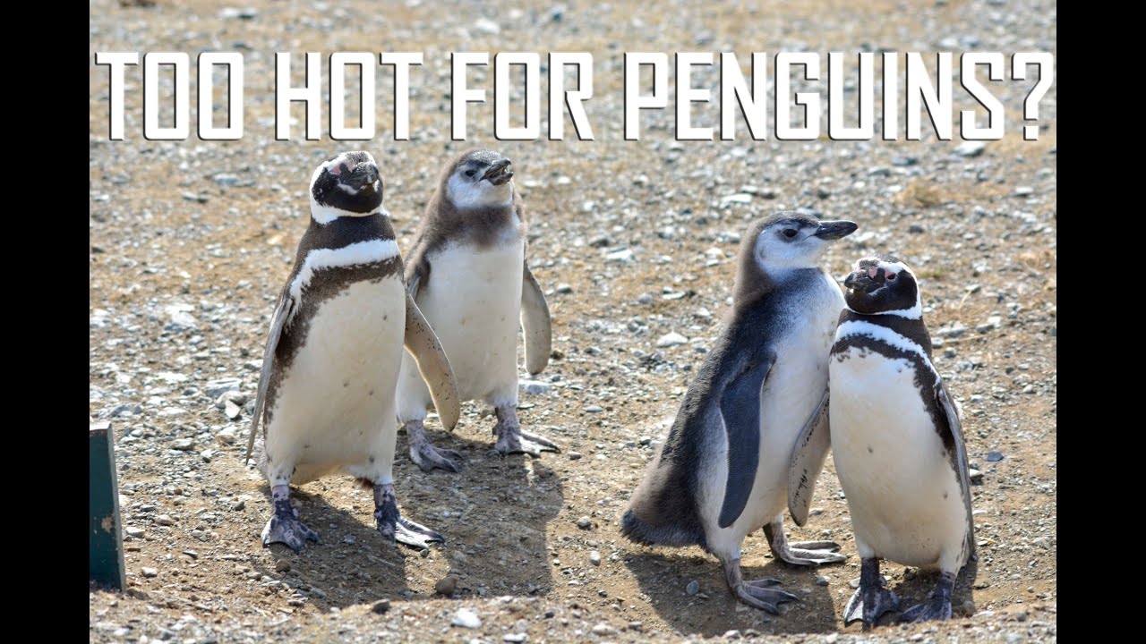 18,000 Penguins!!! Chile's Magdalena Island - Punta Arenas