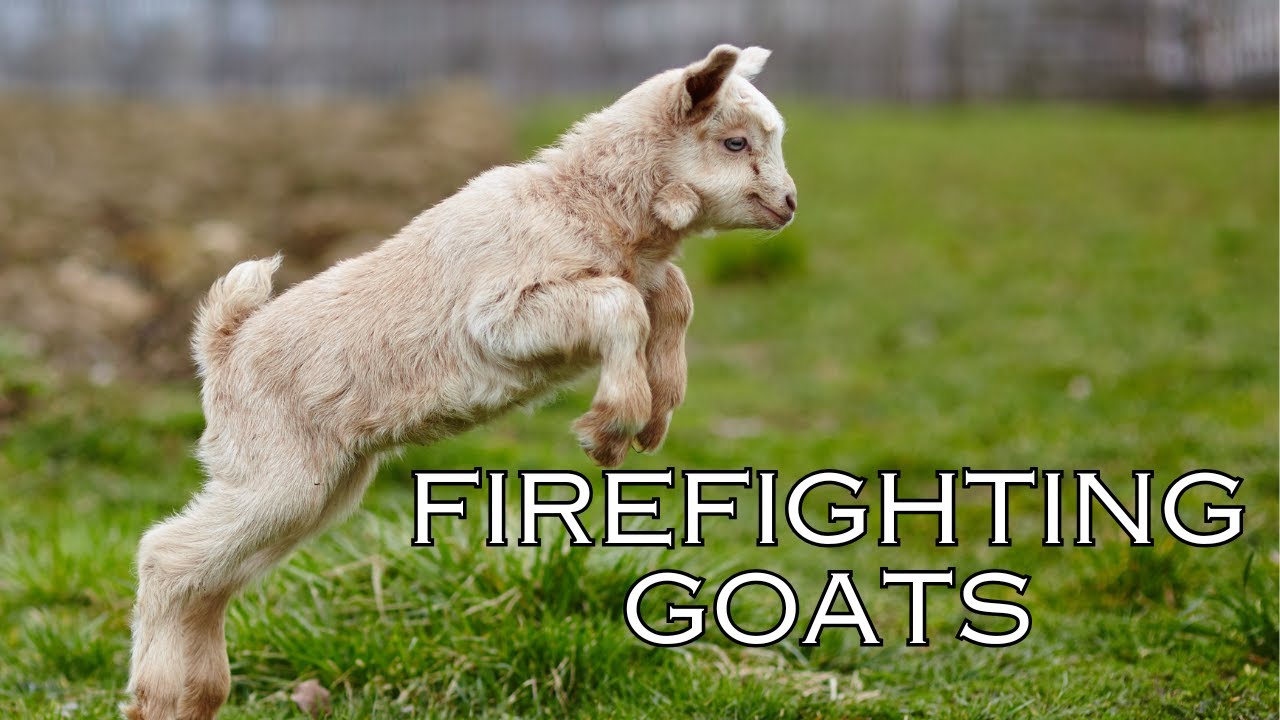 Firefighting Goats
