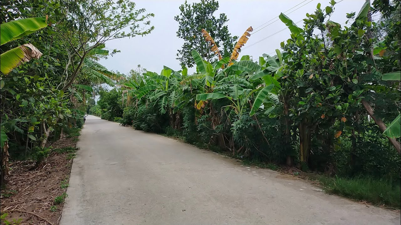 VIP. VIP. ĐẤT VƯỜN CHUỐI DT: 120.000 M2. GIÁ : 10 TỶ. THỊ TRẤN U MINH KIÊN GIANG. ĐT: 0911464445.
