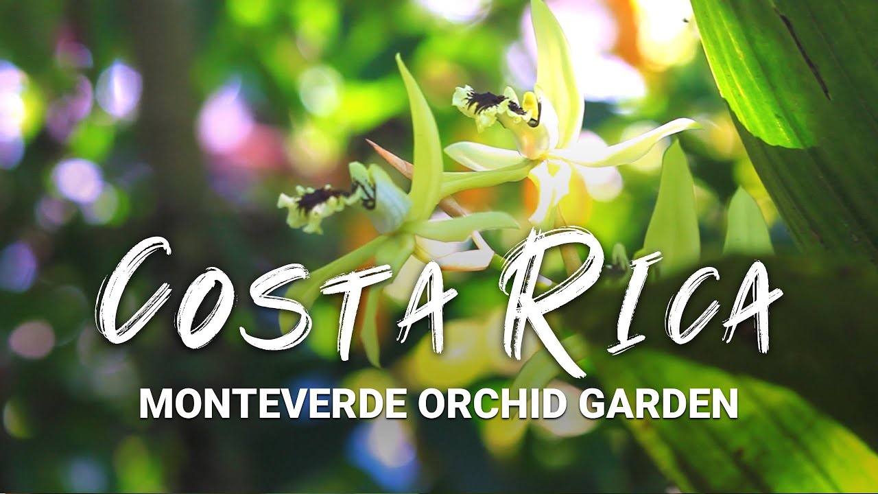 Exploring an Orchid Garden in Monteverde, Costa Rica | Travel Vlog