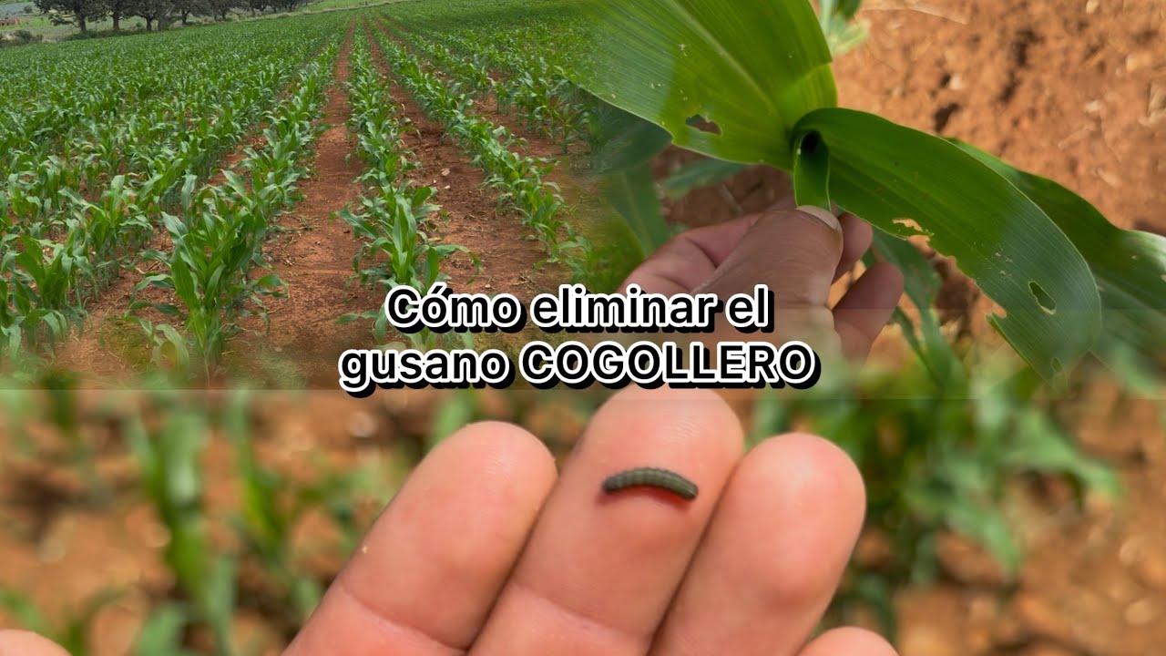 PROBLEMAS CON EL GUSANO COGOLLERO EN EL MAÍZ… COMO ELIMINAMOS EL GUSANO COGOLLERO???