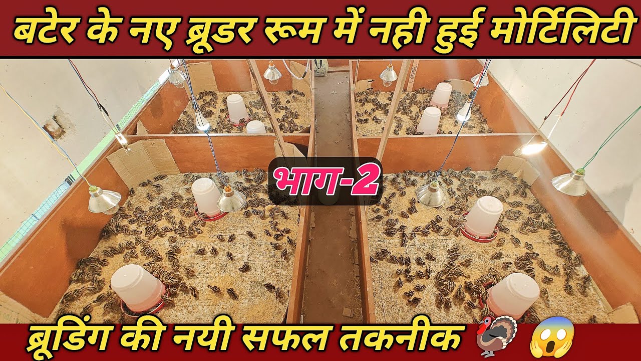 Изучите лучшие методы разведения перепелов, попробуйте их и получите выгоду!💸(Часть 2) #разведени...