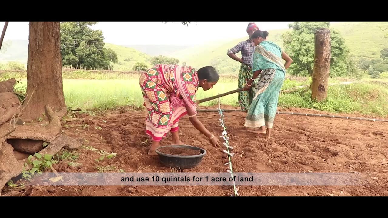 System of Millet Intensification- Finger Millet (Ragi) | Odisha Millets Mission