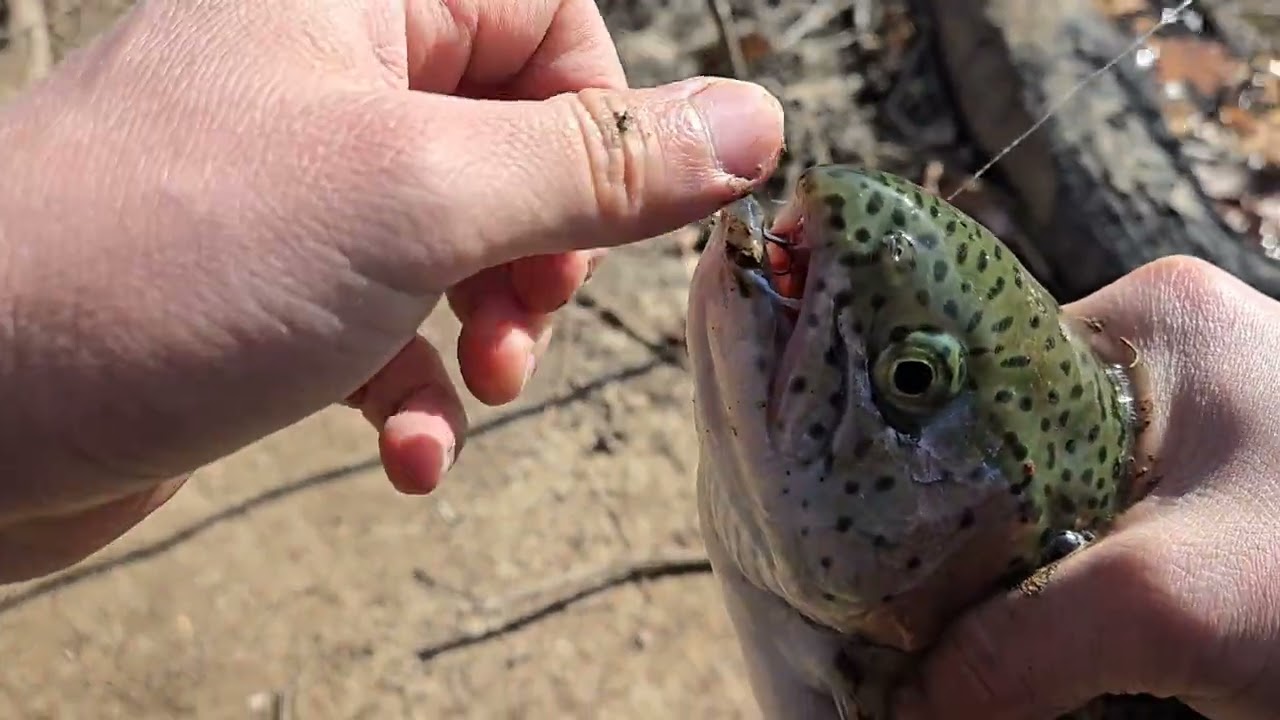 Fishing trout in kansas city 2026